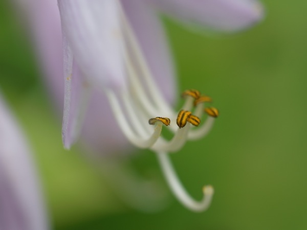 f:id:elmikamino:20110728102908j:image