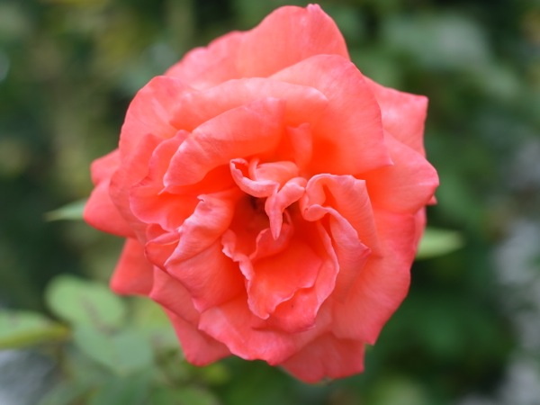 f:id:elmikamino:20110728103038j:image