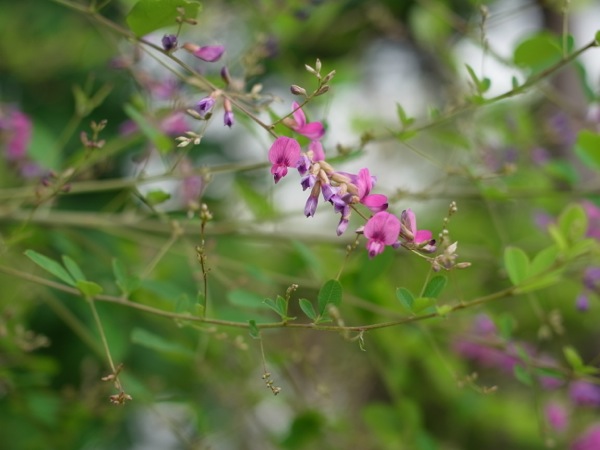 f:id:elmikamino:20110728103132j:image