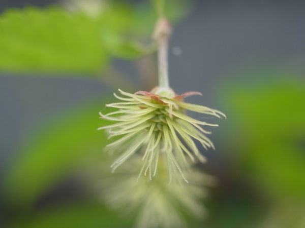 f:id:elmikamino:20110728103236j:image