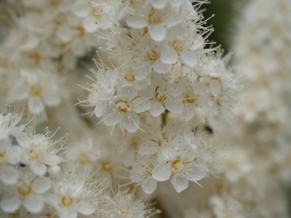 f:id:elmikamino:20110728103640j:image