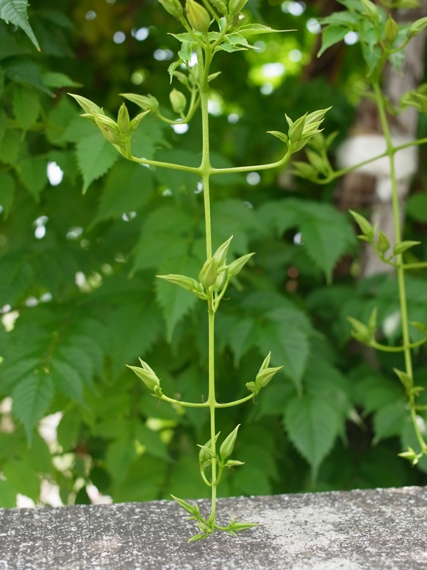 f:id:elmikamino:20110728104154j:image