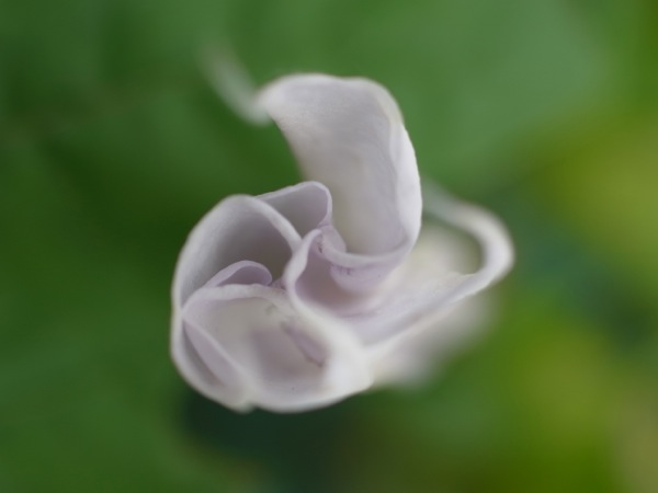 f:id:elmikamino:20110728105604j:image