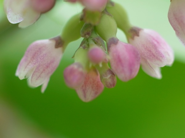 f:id:elmikamino:20110728112126j:image
