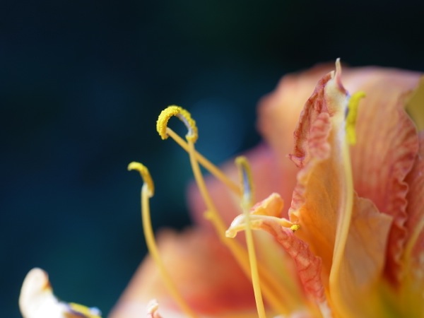 f:id:elmikamino:20110729092715j:image