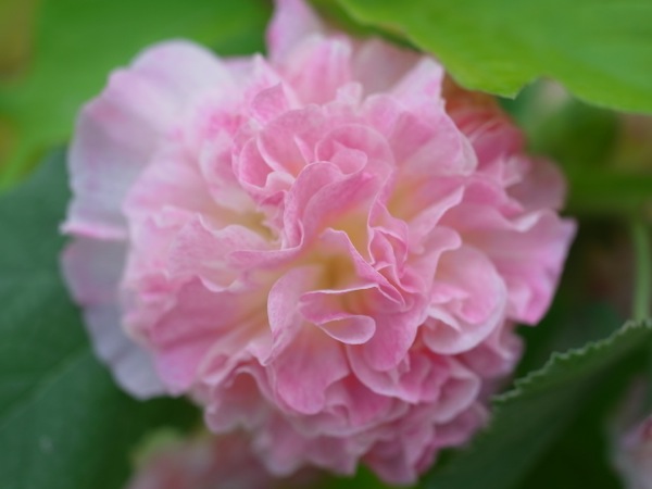 f:id:elmikamino:20110729093533j:image