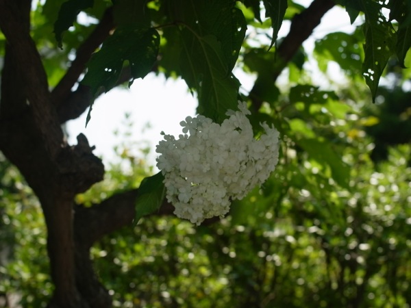 f:id:elmikamino:20110729094142j:image