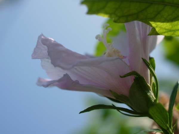 f:id:elmikamino:20110729094624j:image
