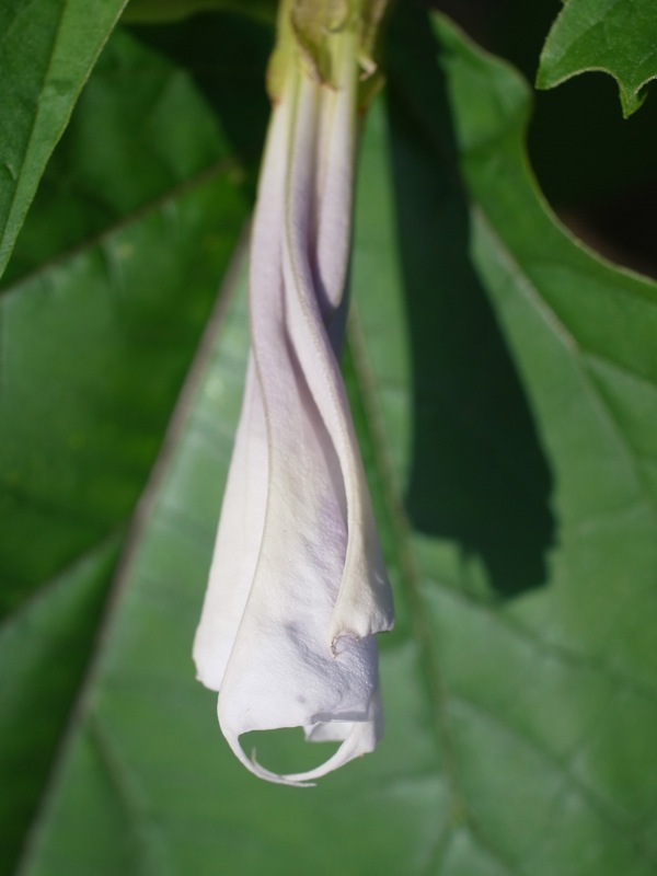 f:id:elmikamino:20110729095106j:image