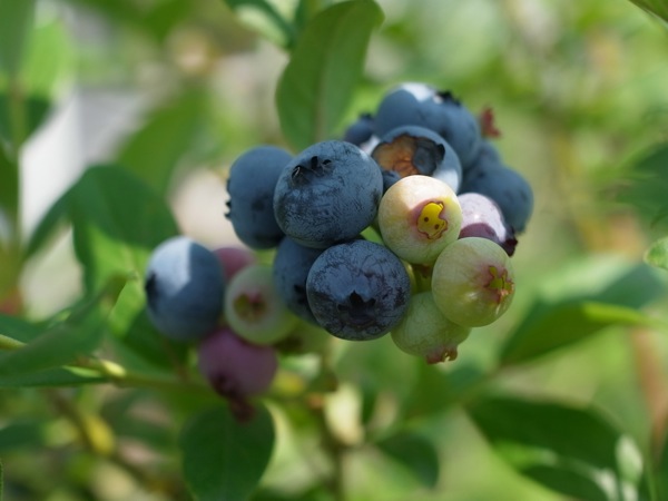 f:id:elmikamino:20110729100403j:image