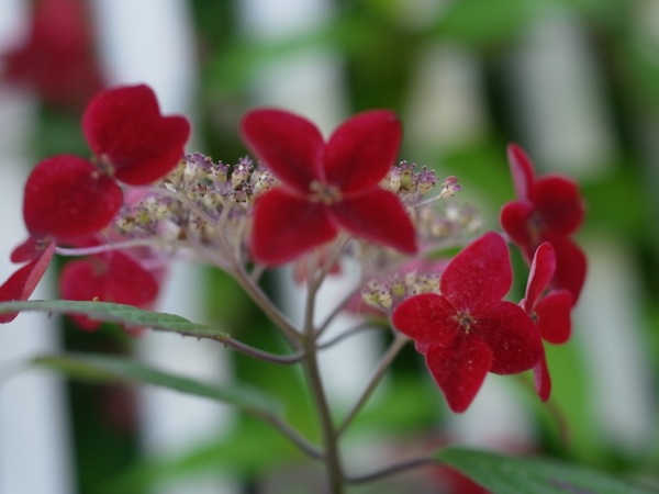 f:id:elmikamino:20110729100640j:image
