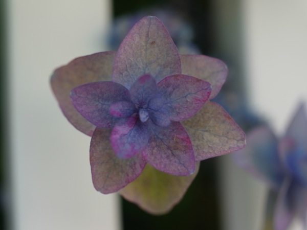 f:id:elmikamino:20110729100705j:image
