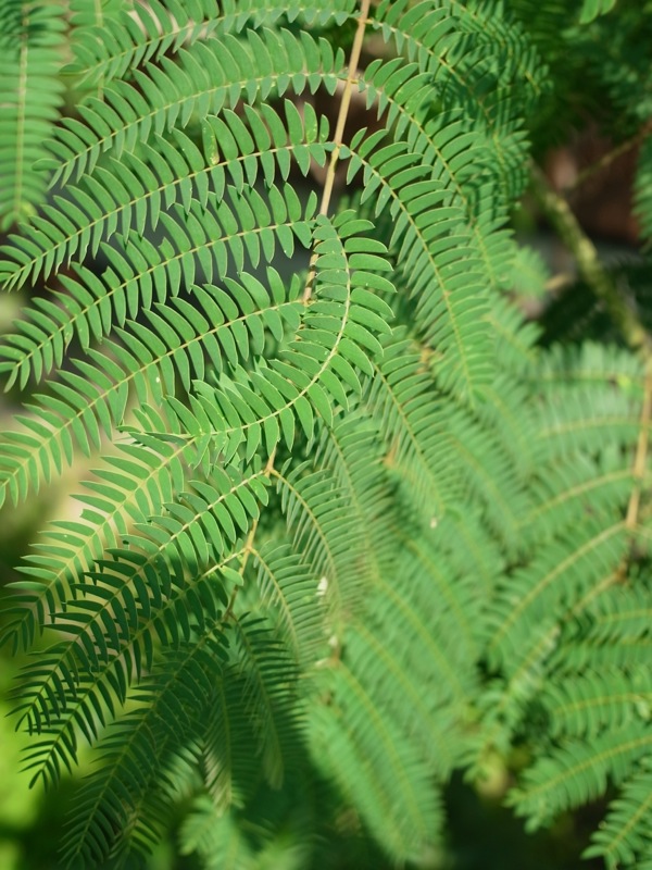 f:id:elmikamino:20110729101747j:image