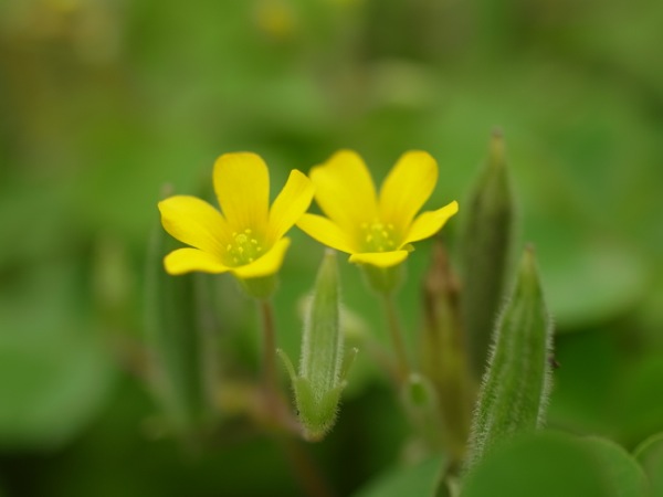 f:id:elmikamino:20110730093842j:image f:id:elmikamino:20110730093842j:image