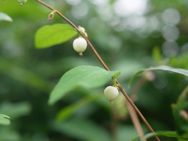 f:id:elmikamino:20110730094413j:image f:id:elmikamino:20110730094413j:image