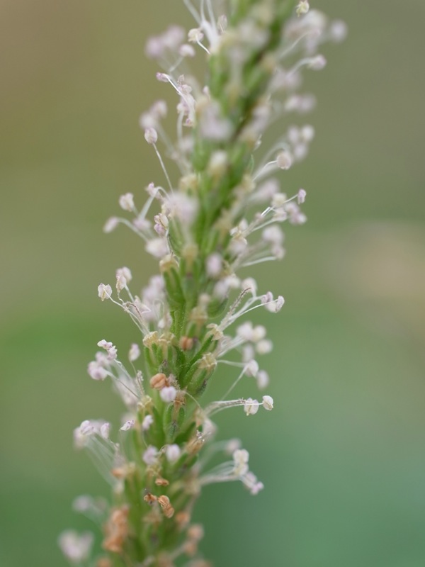 f:id:elmikamino:20110730094650j:image f:id:elmikamino:20110730094650j:image