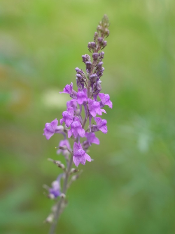 f:id:elmikamino:20110730095411j:image f:id:elmikamino:20110730095411j:image