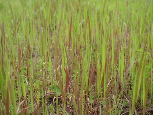 f:id:elmikamino:20110730095508j:image f:id:elmikamino:20110730095508j:image