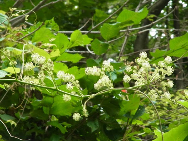 f:id:elmikamino:20110730095909j:image f:id:elmikamino:20110730095909j:image