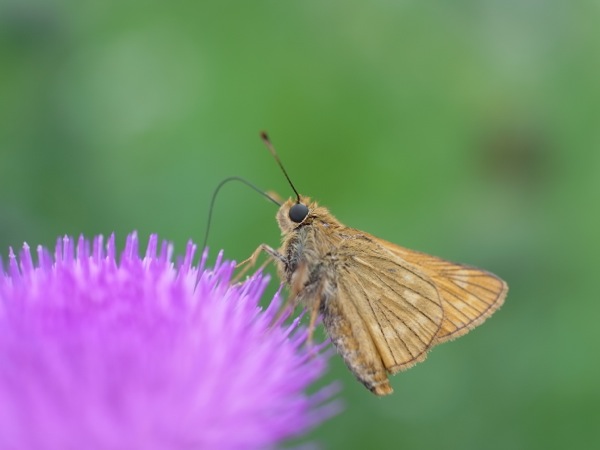 f:id:elmikamino:20110730101049j:image f:id:elmikamino:20110730101049j:image