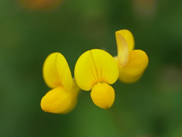 f:id:elmikamino:20110730101143j:image f:id:elmikamino:20110730101143j:image