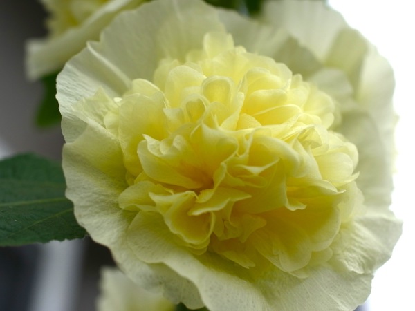 f:id:elmikamino:20110730101605j:image f:id:elmikamino:20110730101605j:image