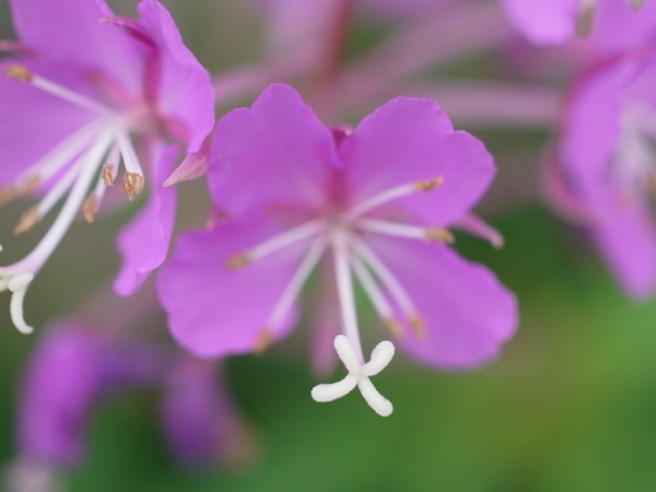 f:id:elmikamino:20110730101713j:image f:id:elmikamino:20110730101713j:image