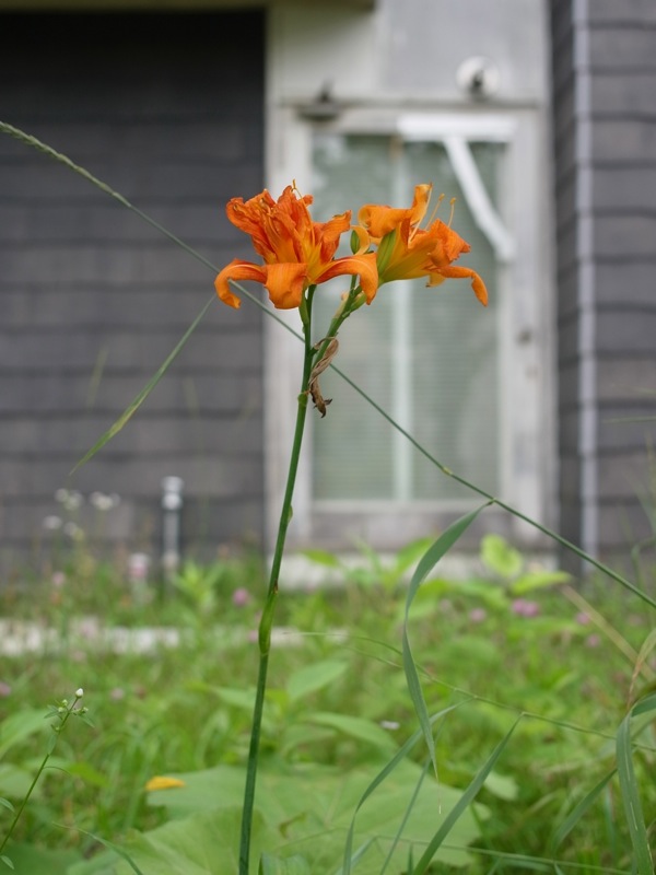 f:id:elmikamino:20110730102343j:image f:id:elmikamino:20110730102343j:image