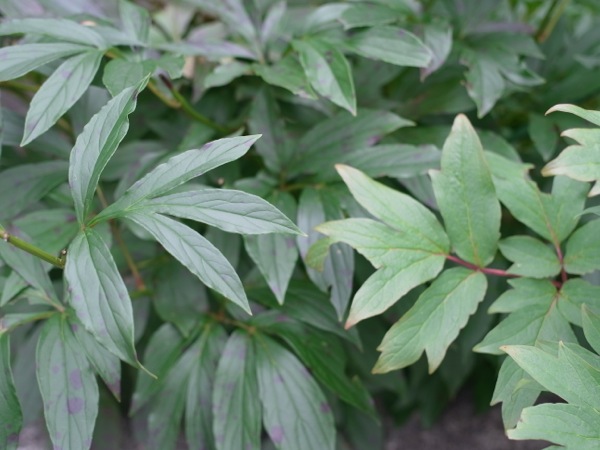 f:id:elmikamino:20110730102518j:image f:id:elmikamino:20110730102518j:image