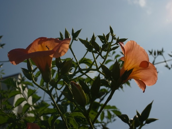 f:id:elmikamino:20110731093142j:image