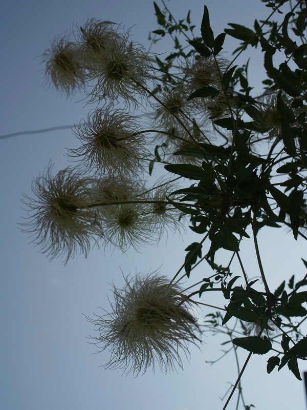 f:id:elmikamino:20110731093334j:image