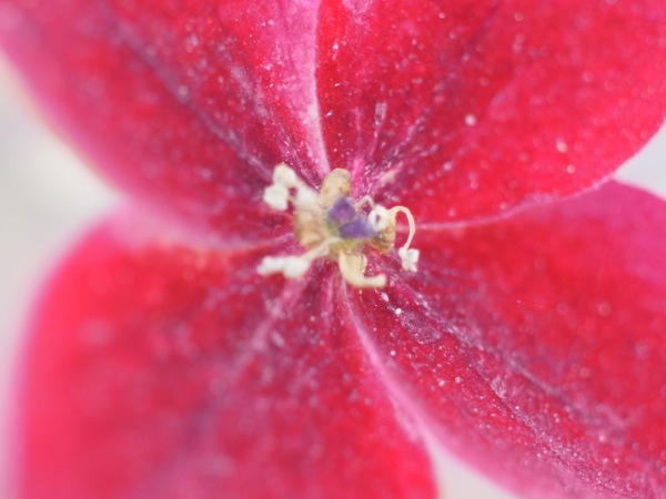 f:id:elmikamino:20110731093545j:image