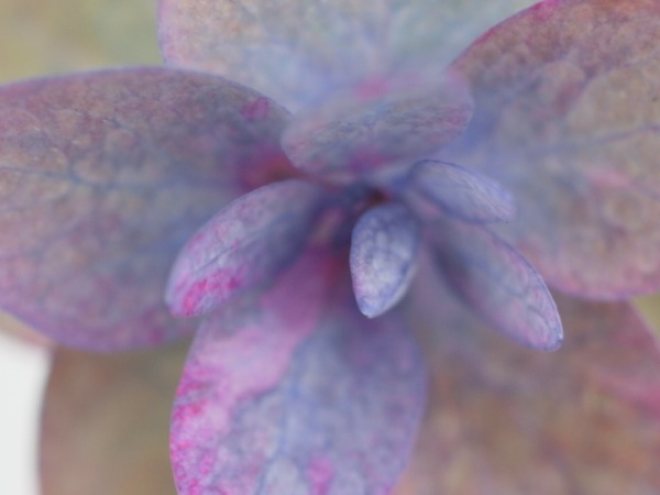 f:id:elmikamino:20110731093559j:image