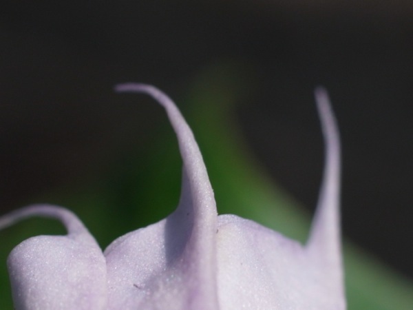 f:id:elmikamino:20110731093829j:image