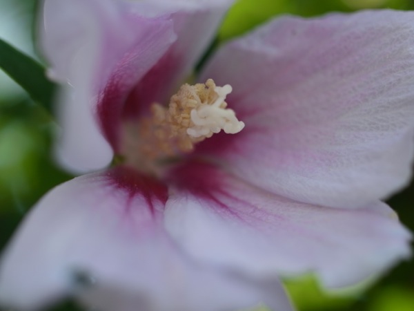 f:id:elmikamino:20110731094401j:image
