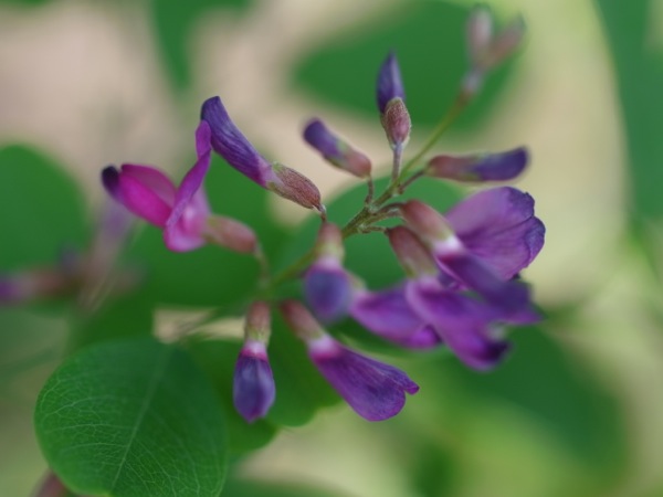 f:id:elmikamino:20110731095207j:image