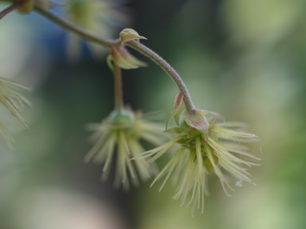 f:id:elmikamino:20110731095415j:image