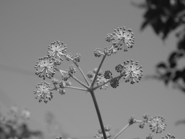 f:id:elmikamino:20110731095538j:image