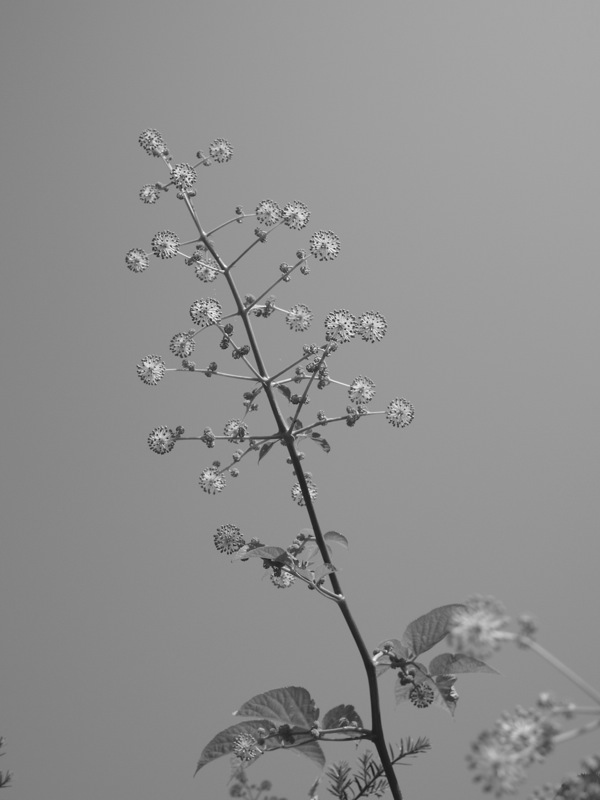 f:id:elmikamino:20110731095622j:image