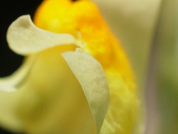 f:id:elmikamino:20110731100028j:image