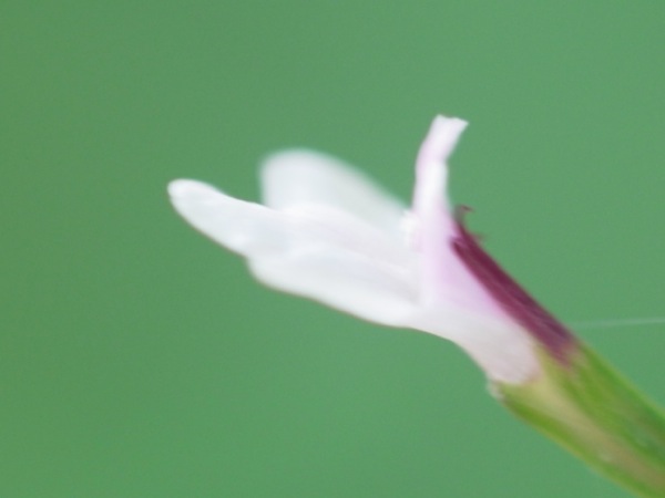 f:id:elmikamino:20110731100415j:image