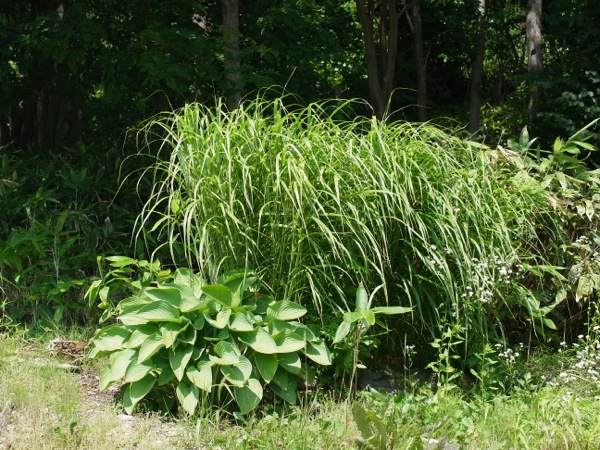 f:id:elmikamino:20110731101216j:image