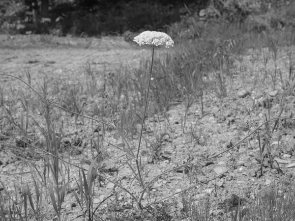 f:id:elmikamino:20110731101300j:image