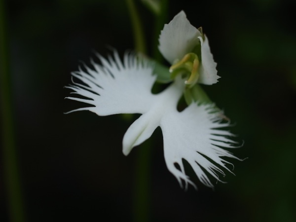 f:id:elmikamino:20110731101416j:image