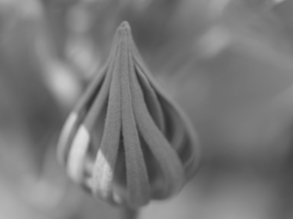f:id:elmikamino:20110731102032j:image