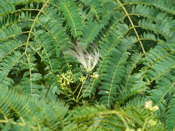 f:id:elmikamino:20110731121954j:image