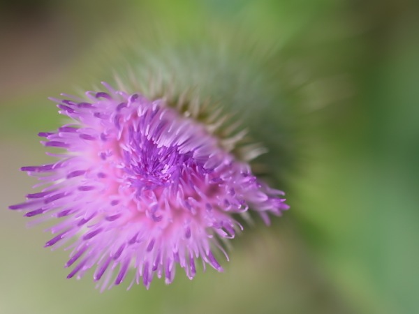 f:id:elmikamino:20110802093824j:image