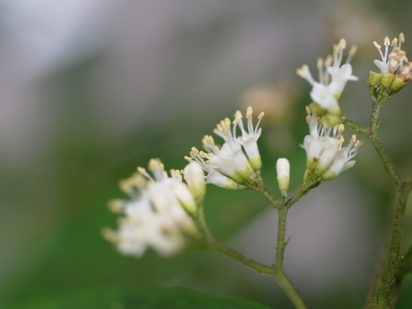 f:id:elmikamino:20110802094147j:image