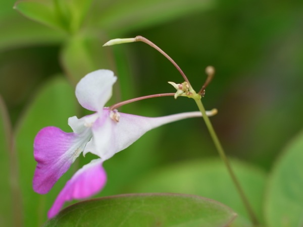 f:id:elmikamino:20110802094420j:image