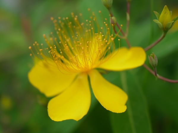 f:id:elmikamino:20110802094437j:image